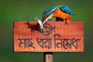 ফিরোজ আল সাবাহা'র তোলা মাছরাঙার বিখ্যাত ছবি।